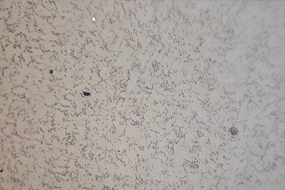 金相检测-500倍金相